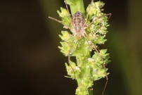 *Un Opilion (Opiliones - Phalangiidae sp.)
